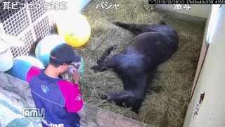 【後の】まだ起きたくない娘。【クールフォルテ】