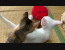 カリカリのにおい