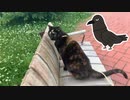 2021/07/01放送【90日目 北海道 釧路市 早朝あずにゃんぽ（猫散歩）】北海道全市町村制覇するまで帰れまてん！　猫と車中泊の旅　日本縦断【旅猫あずき～保護猫から旅猫へ～】