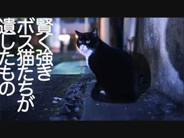 強きボス猫たち、その最期を人間に託す