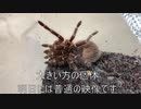 [今日で最後の]タランチュラ飼育日記その２３１[破損ファイル]