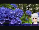 【小春六花】六花ちゃんが紫陽花見るだけ【CeVIO AI】