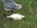 ミニチュアシュナウザーに追い詰められた魚