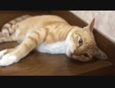 寝転び虚無になる猫