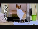 新お産箱 ☆ 出産準備【保護猫の妊娠疑惑23日目】