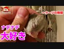 何が何でも撫でててもらいたいオカメインコ