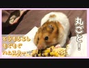 【音フェチ】はじめて丸ごとコーンを食べるハムスター【コル】