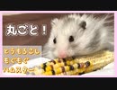 【音フェチ】はじめて丸ごとコーンを食べるハムスター【ふわたん】