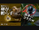 0617B【カルガモ親子の全卵が孵らず悲しい】雛鳥バン派手に転ぶ、親鳥が捕食餌やり。カルガモの孵化後の巣に残る孵化不全の卵…　鶴見川水系でコンデジ野鳥撮影　#身近な生き物語　#カルガモ親子　#バン