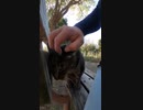 【野良猫】猫と人間が共存する世界【猫動画】#Shorts