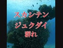 スカシテンジクダイ群れ・慶良間諸島・前島