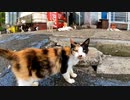 島の商店の前で開店を待っている猫のお客さん