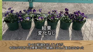 タバコの灰を土に混ぜたら植物に変化はあるのか