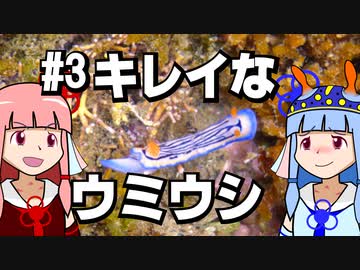 【琴葉姉妹の磯遊び】#3キレイなウミウシ【VOICEROID解説】