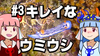 【琴葉姉妹の磯遊び】#3キレイなウミウシ【VOICEROID解説】