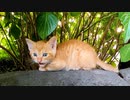 石の上の子猫、一生懸命威嚇してます。