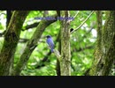 KOKIA 『歌う人』 歌ってみた