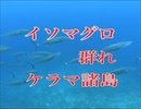 イソマグロ・男岩(ウガン)ドリフトダイビング