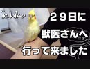 いいちこインコ25歳とりあえず元気です