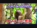 【ゆっくり解説】50%以上のナマケモノはウンチをする時に死ぬ【今日の豆知識】