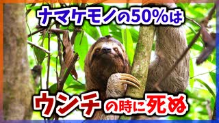 【ゆっくり解説】50%以上のナマケモノはウンチをする時に死ぬ【今日の豆知識】