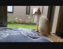 雨の日の猫