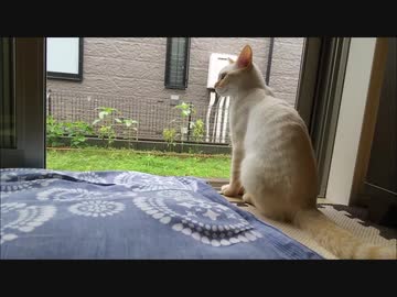 雨の日の猫