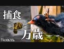 0618B【カルガモ親子 雛鳥が捕食】食べられる蟻。餌やりバン夫婦はジェンダーレス子育て。幼モズがムクドリを襲う。スズメとセキレイの水浴び。カモの引越し失敗　#身近な生き物語　#カルガモ親子　#バン