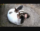 子育て中の野良猫をコッソリ撮ってきた