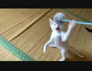 ねこが8分間遊んでいるだけの動画♪　