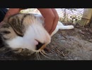 野良猫】思わず二度見？理解に苦しむ可愛すぎる地域猫のある行動とは？【猫動画】