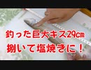 【料理動画】釣った巨大29cmキスを捌いて塩焼きにして食す！釣り最高！