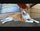 ビルの裏で寝ていた猫が大きな声で呼び止めるので近づいてナデナデしてきた