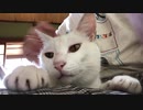 膝で大人しくする猫