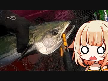 【VOICEROIDフィッシング】楽しいカヤックフィッシング #7 サゴシ、サワラ