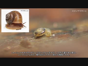 ゆっくり春のカタツムリ採集　その9