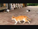 猫団地!?野良猫がたくさん居る場所に行ってきた