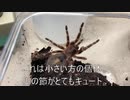 [フィルムカメラが]タランチュラ飼育日記その２３３[とてもいい再熱]
