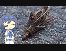 【CeVIO写真】息抜きスナップショット＿44枚目【ミノムシと風物詩】