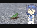【CeVIO写真】息抜きスナップショット＿45枚目【小さなカエル】