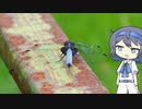 【CeVIO写真】息抜きスナップショット＿46枚目【青い背中】