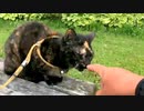 2021/07/01放送【90日目 北海道 釧路市 夕方 あずにゃんぽ（猫散歩）】北海道全市町村制覇するまで帰れまてん！　猫と車中泊の旅　日本縦断【旅猫あずき～保護猫から旅猫へ～】