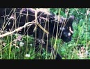 2021/07/02放送【91日目 北海道 厚岸町 夕方 あずにゃんぽ（猫散歩）】北海道全市町村制覇するまで帰れまてん！　猫と車中泊の旅　日本縦断【旅猫あずき～保護猫から旅猫へ～】