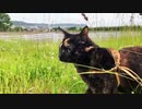 2021/07/03放送【92日目 北海道 釧路市 早朝 あずにゃんぽ（猫散歩）】北海道全市町村制覇するまで帰れまてん！　猫と車中泊の旅　日本縦断【旅猫あずき～保護猫から旅猫へ～】