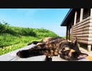 2021/07/03放送【92日目 北海道 厚岸郡 夕方 あずにゃんぽ（猫散歩）】北海道全市町村制覇するまで帰れまてん！　猫と車中泊の旅　日本縦断【旅猫あずき～保護猫から旅猫へ～】