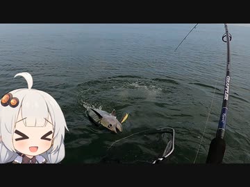 【VOICEROIDフィッシング】楽しいカヤックフィッシング #8 マグロキャスティング!?