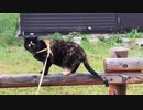 2021/07/04放送【93日目 北海道 厚岸郡 霧多布岬 早朝 あずにゃんぽ（猫散歩）】北海道全市町村制覇するまで帰れまてん！　猫と車中泊の旅　日本縦断【旅猫あずき～保護猫から旅猫へ～】
