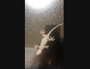Gecko behind the window  窓の向こうにいるヤモリさん