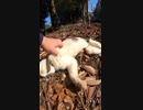 【野良猫】野良猫に甘噛みされたが痛くニャイｗ【猫動画】#Shorts