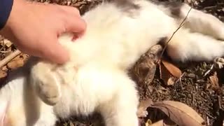 【野良猫】野良猫に甘噛みされたが痛くニャイｗ【猫動画】#Shorts